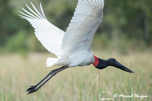 Jabiru (Jabiru mycteria), Pantanal, Mato Grosso do Sul, Brazil