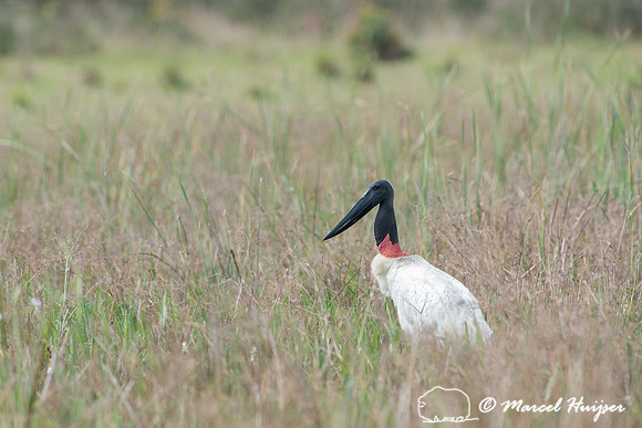 Jabiru (Jabiru mycteria), Pantanal, Mato Grosso do Sul, Brazil