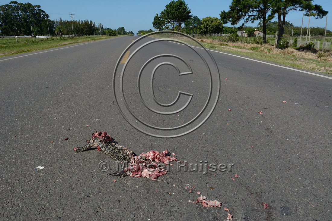 Tegu lizard (Tupinambis merianae) roadkill, north of Mostardas, Rio Grande do Sul, Brazil