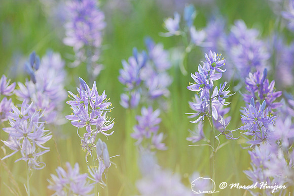 Camas (Camassia quamash), Packer Meadows, Idaho, USA