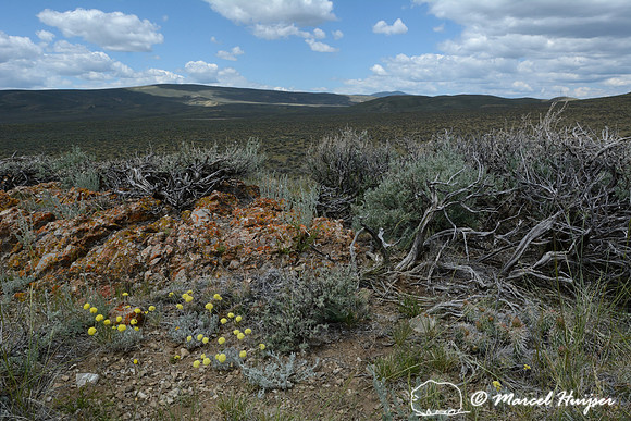 Yellow buckwheat (Eriogonum flavum), near Bannack, Montana, USA