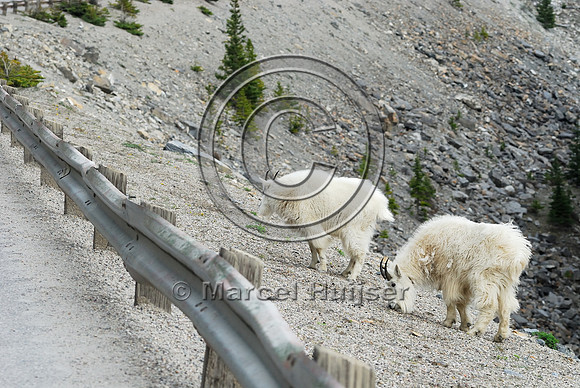 Mountain goats (Oreamnos americanus) foraging in right-of-way along road, AB