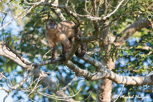 Azaras’s capuchin (Sapajus cay), Pantanal, Brazil