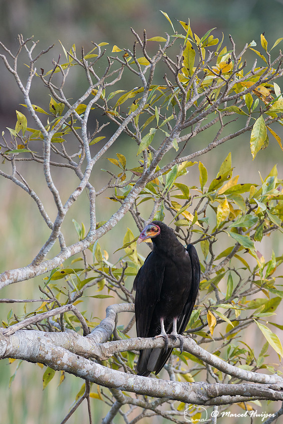 Lesser yellow-headed vulture (Cathartes burrovianus), Pantanal,
