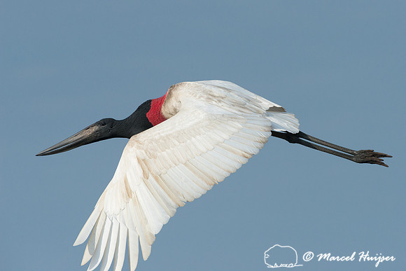 Jabiru (Jabiru mycteria), Pantanal, Brazil