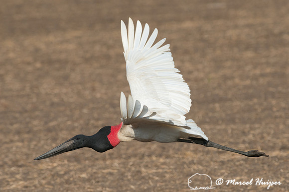 Jabiru (Jabiru mycteria), Pantanal, Brazil