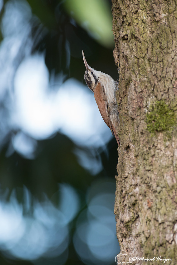 Narrow-billed woodcreeper (Lepidocolaptes angustirostris), Panta
