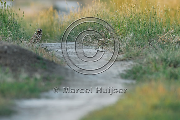 Burrowing owl (Athene cunicularia) along dirt road, Montana, USA