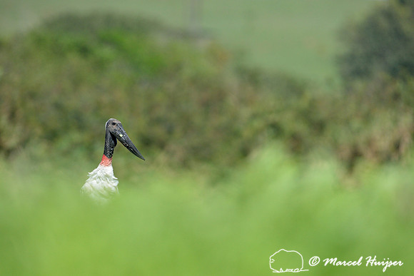 Jabiru (Jabiru mycteria), Tanquã wetland, Rio Piracicaba, São Paulo, Brazil