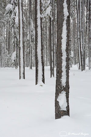 Snow covered tree stems, Chief Joseph Pass, Idaho, USA