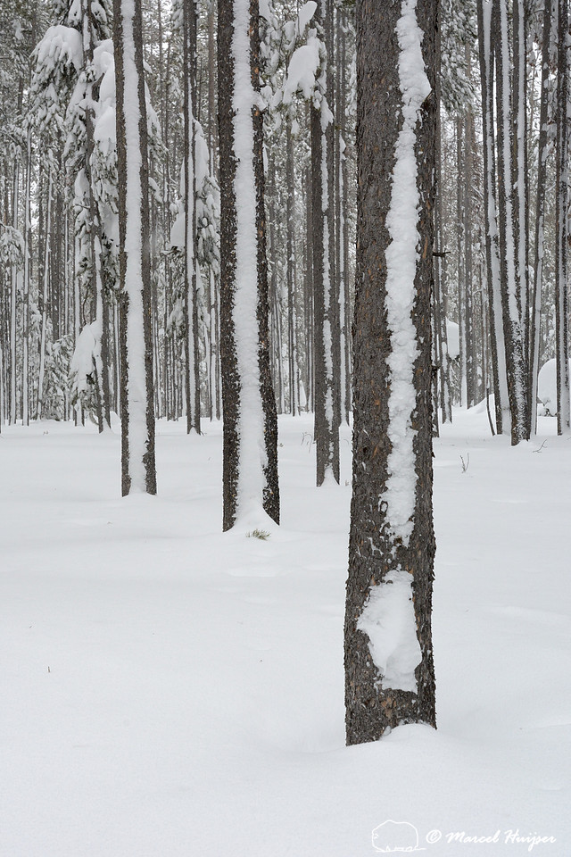 Snow covered tree stems, Chief Joseph Pass, Idaho, USA