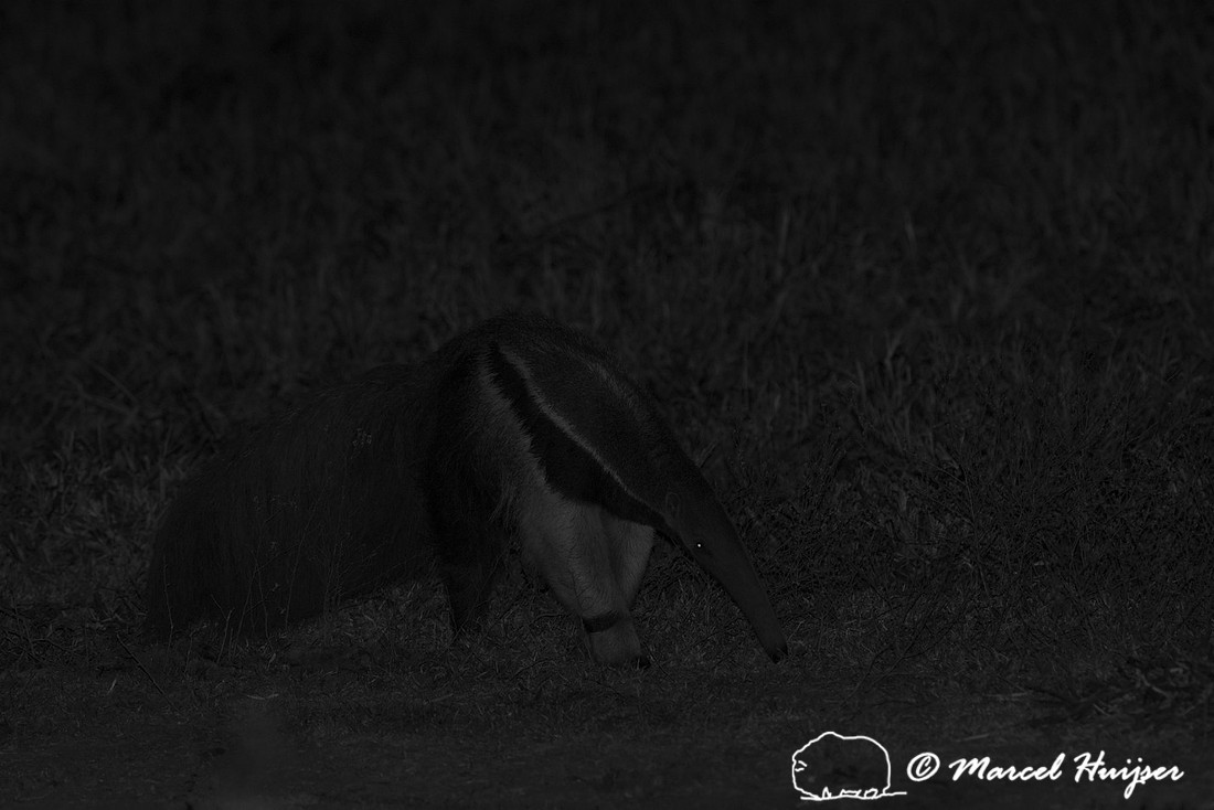 Giant anteater (Myrmecophaga tridactyla), Pantanal, Brazil. Vuln