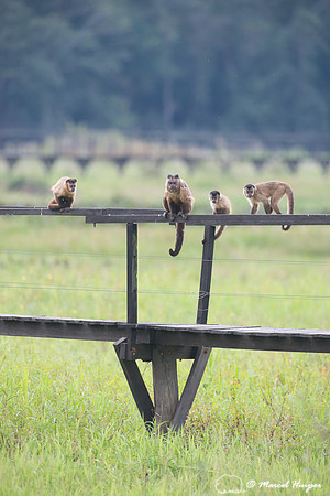 Azaras’s capuchin (Sapajus cay) on boardwalk, Pantanal, Brazil