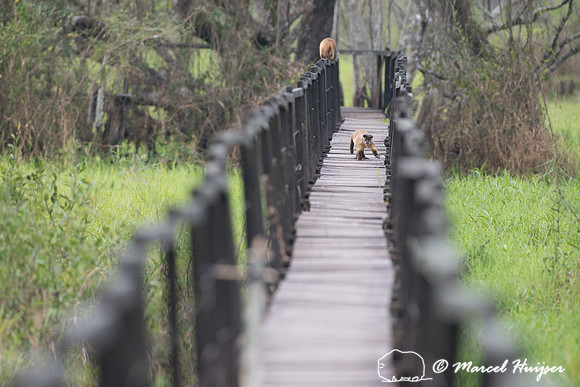 Azaras’s capuchin (Sapajus cay) on boardwalk, Pantanal, Brazil
