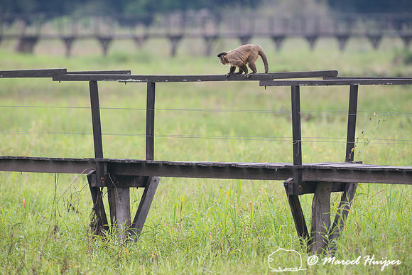 Azaras’s capuchin (Sapajus cay) on boardwalk, Pantanal, Brazil