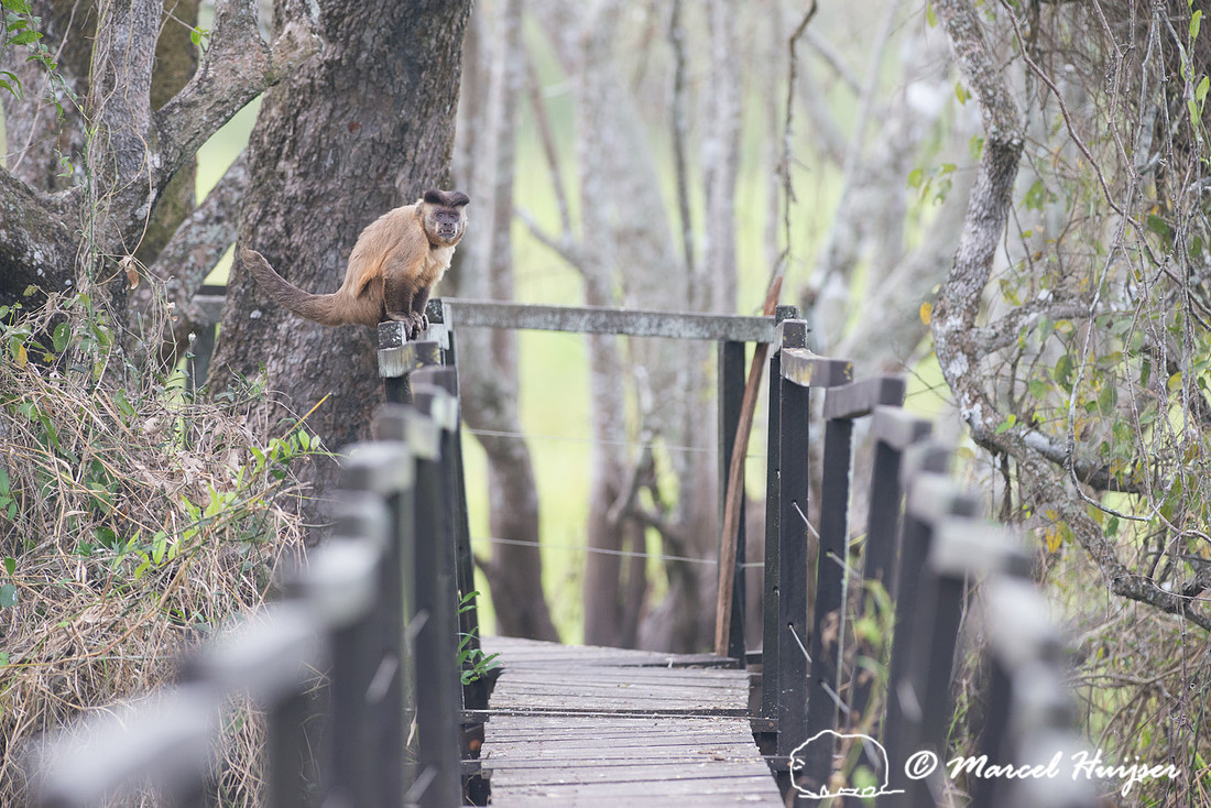 Azaras’s capuchin (Sapajus cay) on boardwalk, Pantanal, Brazil