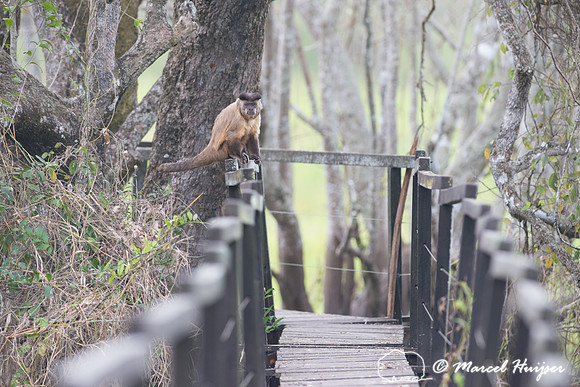 Azaras’s capuchin (Sapajus cay) on boardwalk, Pantanal, Brazil