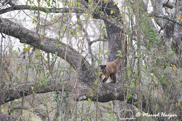 Azaras’s capuchin (Sapajus cay) on boardwalk, Pantanal, Brazil