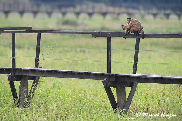 Azaras’s capuchin (Sapajus cay) on boardwalk, Pantanal, Brazil