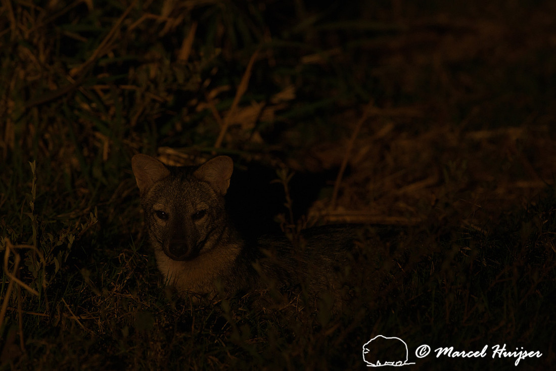 Crab-eating fox (Cerdocyon thous), Pantanal, Brazil.