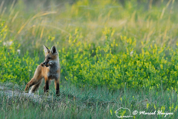 Red fox (Vulpes vulpes) kits with bone, Montana, USA