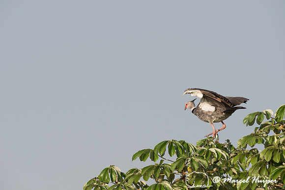 Southern screamer (Chauna torquata), Pantanal, Brazil