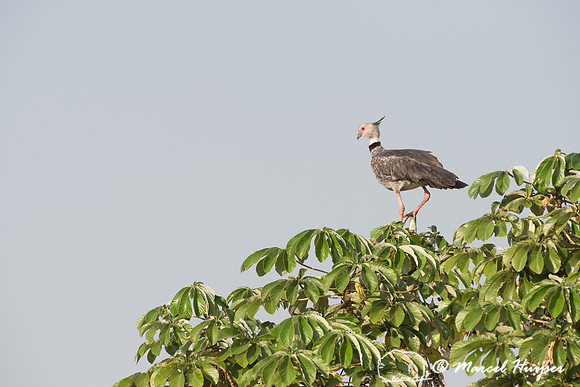 Southern screamer (Chauna torquata), Pantanal, Brazil