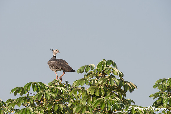 Southern screamer (Chauna torquata), Pantanal, Brazil