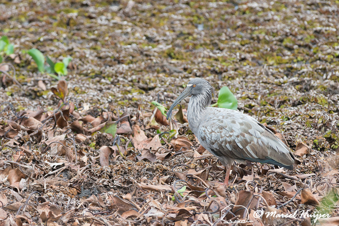 Plumbeous ibis (Theristicus caerulescens), Pantanal, Brazil