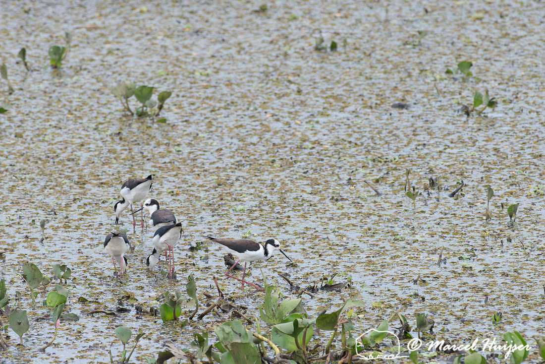 White-backed stilt (Himantopus melanurus), Pantanal, Brazil