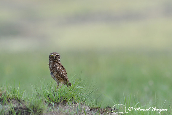 Burrowing owl (Athene cunicularia), Parque Nacional da Serra da Canastra, Minas Gerais, Brazil