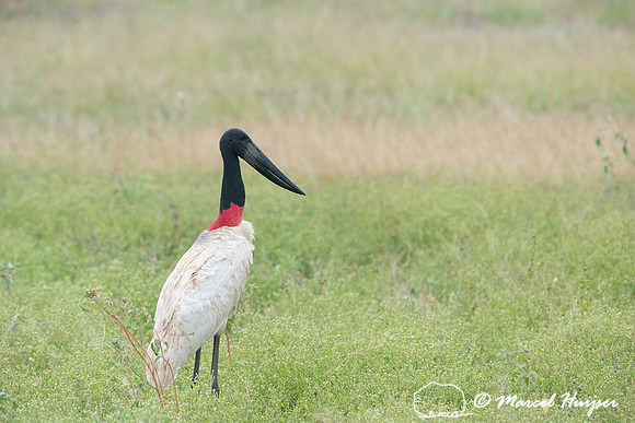 Jabiru (Jabiru mycteria), Pantanal, Brazil