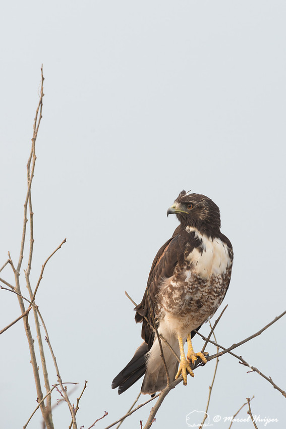 White-tailed hawk (Geranoaetus albicaudatus), Pantanal, Brazil