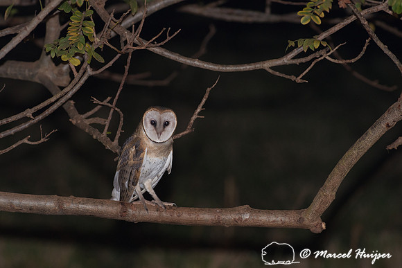 Barn owl (Tyto alba), Pantanal, Brazil