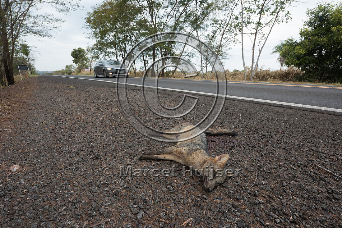 Roadkilled crab-eating fox (Cerdocyon thous), BR 262, Mato Gross