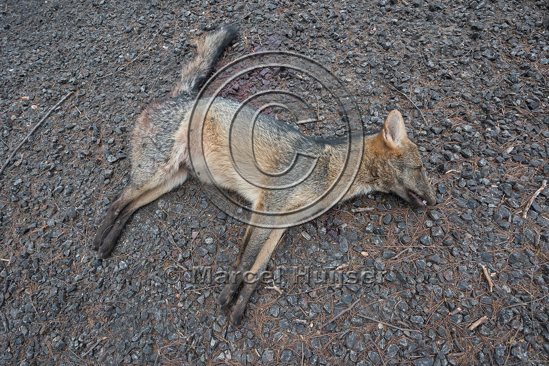 Roadkilled crab-eating fox (Cerdocyon thous), BR 262, Mato Gross