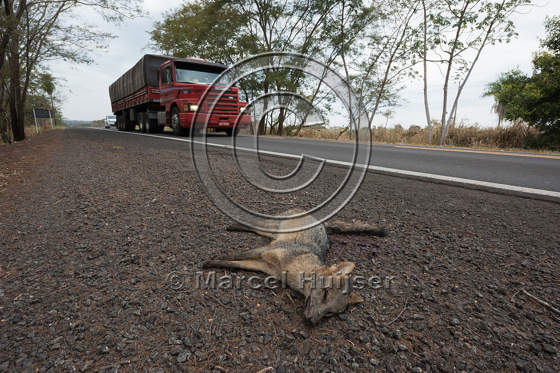 Roadkilled crab-eating fox (Cerdocyon thous), BR 262, Mato Gross