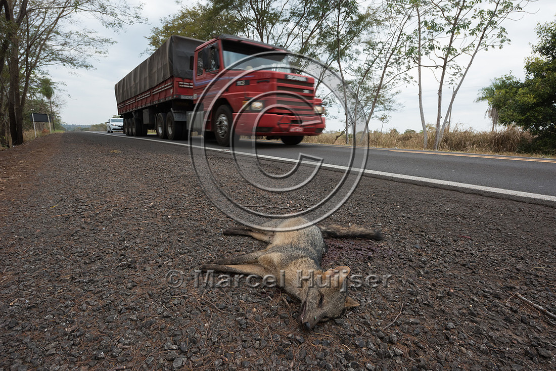 Roadkilled crab-eating fox (Cerdocyon thous), BR 262, Mato Gross