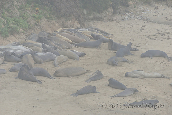 Northern elephant seal (Mirounga angustirostris) colony, Point Reyes National Seashore, California, USA