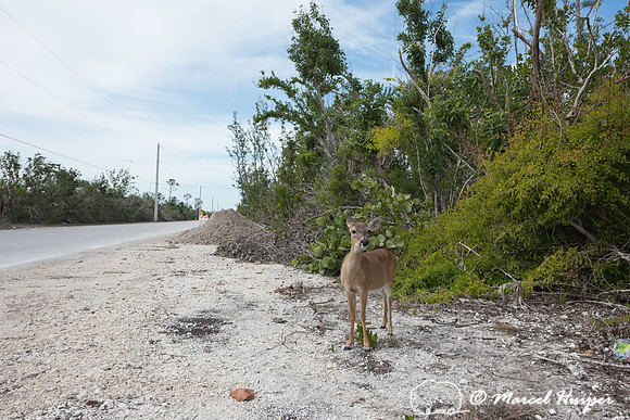 Key deer (Odocoileus virginianus clavium) , No Name Key, Florida