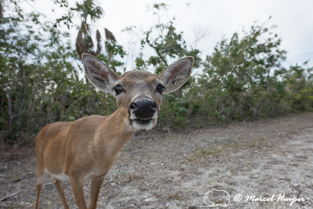 Key deer (Odocoileus virginianus clavium) , No Name Key, Florida