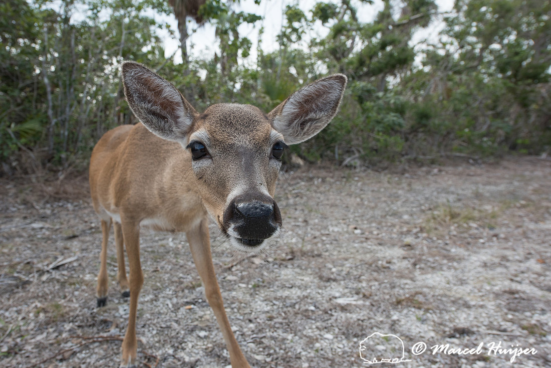 Key deer (Odocoileus virginianus clavium) , No Name Key, Florida