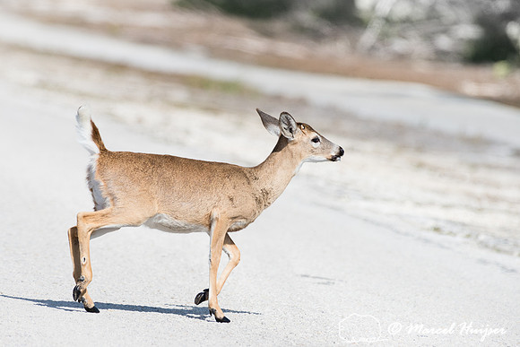 Key deer (Odocoileus virginianus clavium) crossing road, Big Pin