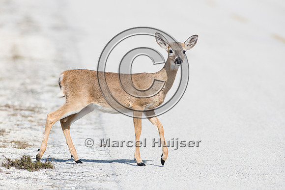Key deer (Odocoileus virginianus clavium) crossing road, Big Pin
