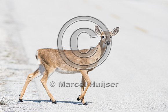Key deer (Odocoileus virginianus clavium) crossing road, Big Pin