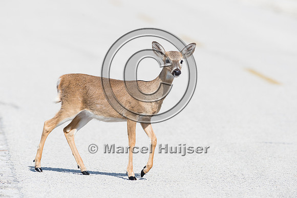 Key deer (Odocoileus virginianus clavium) crossing road, Big Pin