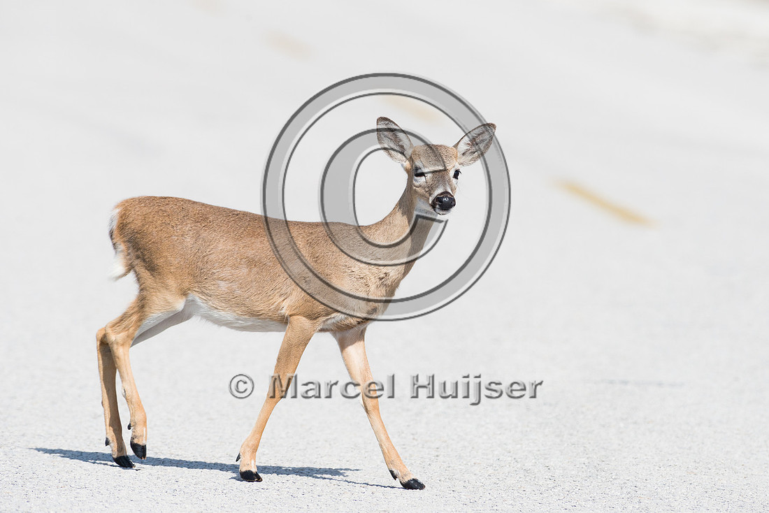 Key deer (Odocoileus virginianus clavium) crossing road, Big Pin