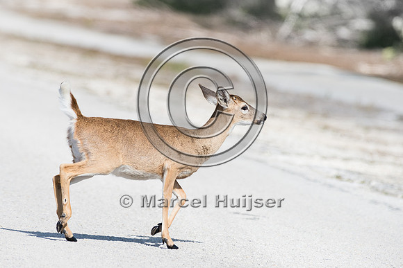 Key deer (Odocoileus virginianus clavium) crossing road, Big Pin