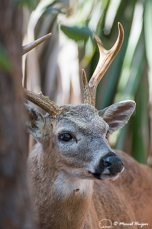 Key deer (Odocoileus virginianus clavium) buck, Big Pine Key, Fl