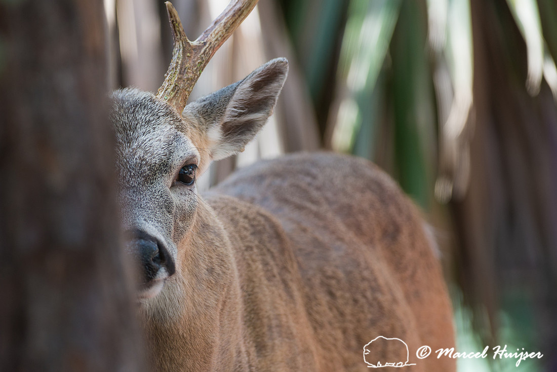 Key deer (Odocoileus virginianus clavium) buck, Big Pine Key, Fl